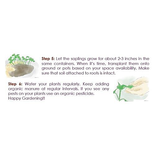 National Gardens Indian Spinach Seeds, 1000 Seeds  