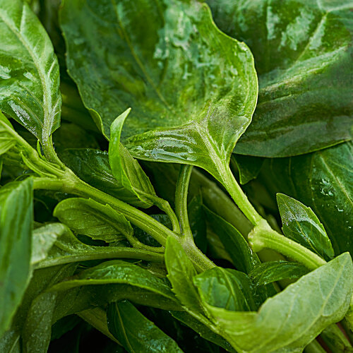 fresho! Hydroponics Italian Basil, 50 g  