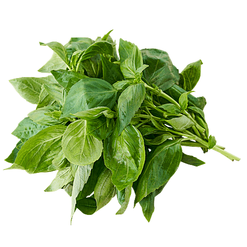 fresho! Hydroponics Italian Basil, 50 g  