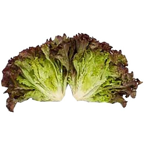 Buy fresho! Hydroponics Lettuce Batavia Online at Best Price of Rs 61