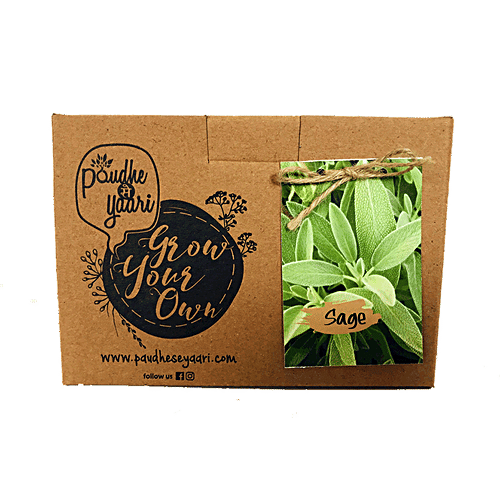 Paudhe Se Yaari Grow Your Own Sage Seeds Kit, 950 g  