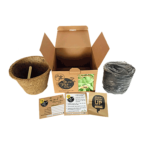 Paudhe Se Yaari Grow Your Own Sage Seeds Kit, 950 g  