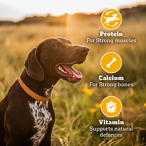 Pedigree Biscrok Biscuits (Above 4 Months) Dog Treats, Chicken with Milk Flavour, 900 g, Source of Calcium, Goodness of 15% Protein, 900 g Source of Calcium, Goodness of Protein