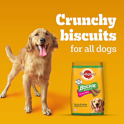 Pedigree Biscrok Biscuits (Above 4 Months) Dog Treats, Chicken with Milk Flavour, 900 g, Source of Calcium, Goodness of 15% Protein, 900 g Source of Calcium, Goodness of Protein