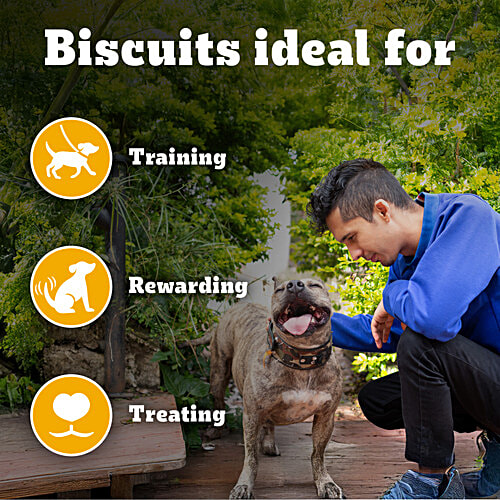 Pedigree Biscrok Biscuits (Above 4 Months) Dog Treats, Chicken with Milk Flavour, 900 g, Source of Calcium, Goodness of 15% Protein, 900 g Source of Calcium, Goodness of Protein
