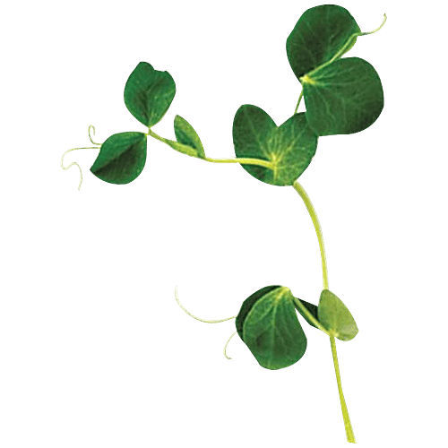 Wonderland AllThatGrows Microgreens Peas/Matar Seeds, 100 g  Excellent Source of Folic Acid & Essential Vitamins