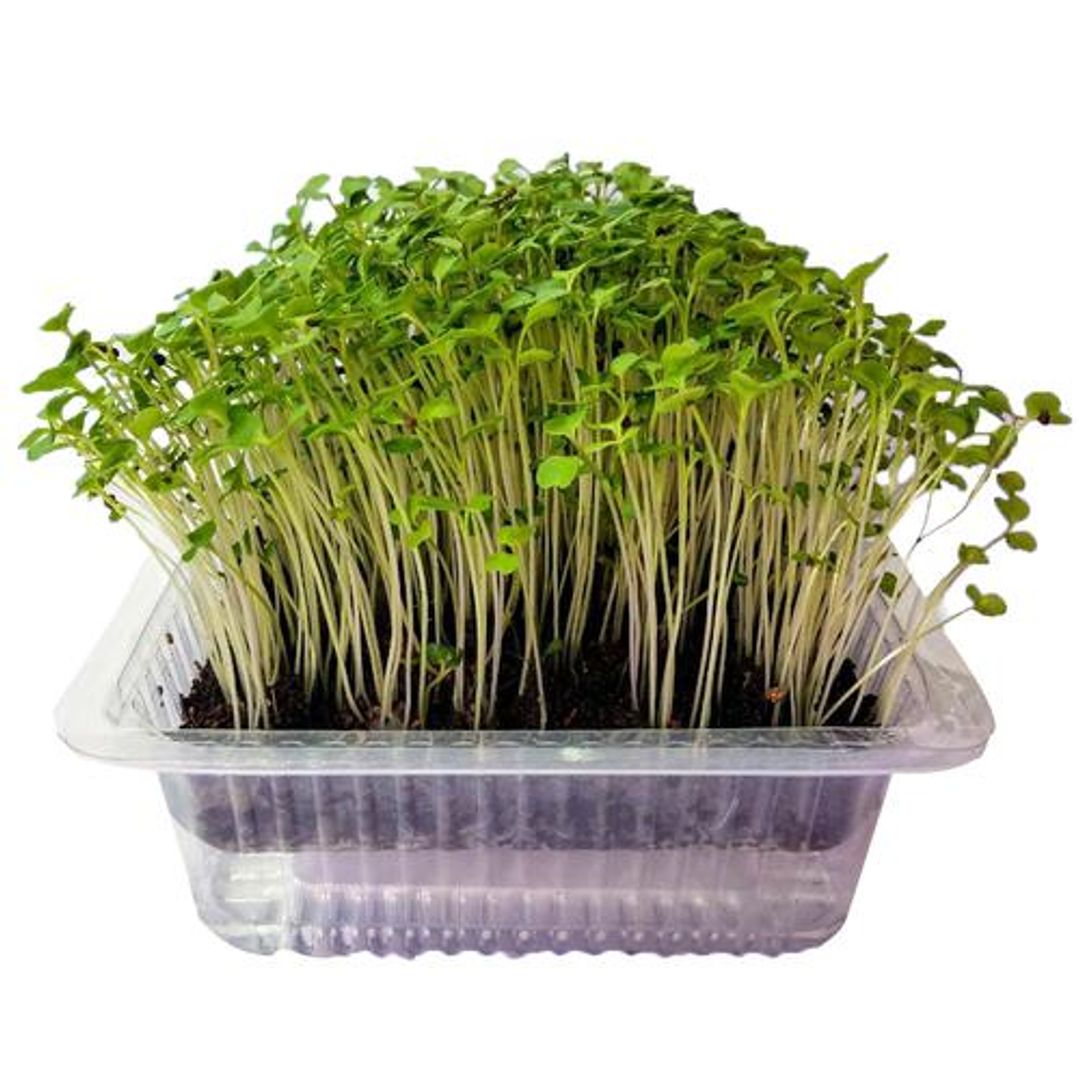 UGF Farms Microgreens Starter Kit - Soil-Less Organic Plant Seeds, Mustard, 200 g 