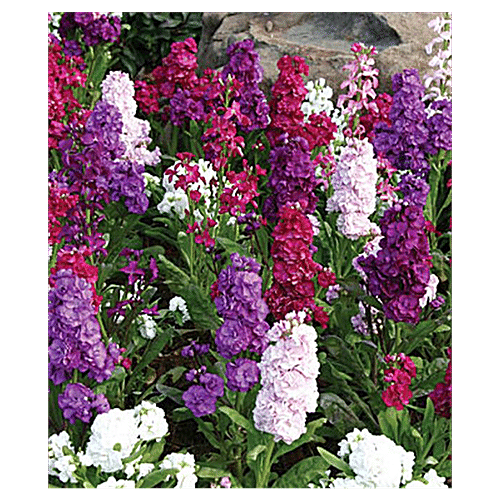 Buy Urban Terra Stock Flower Mix Seeds Online at Best Price of Rs 89
