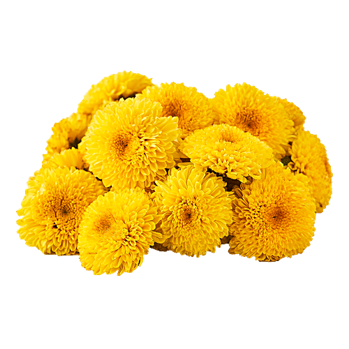 Hoovu Fresh Chrysanthemum/Shevanti Flower, 100 g