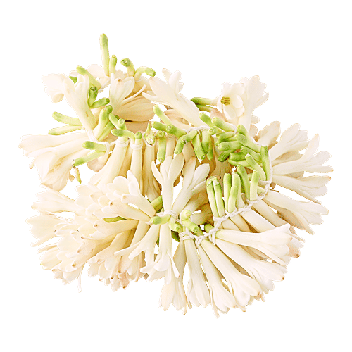 Hoovu Fresh Rajnigandha Puja Mola, 1 Mola (35cm)