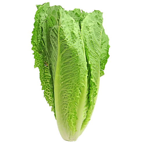 Buy fresho! Romaine Lettuce Hydroponically Grown With Live Roots
