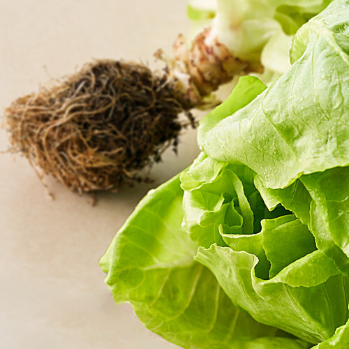 fresho! Butterhead Lettuce - Hydroponically Grown With Live Roots, 200 g (Approx 125 - 200 g) Hydroponically Grown With Liv 125