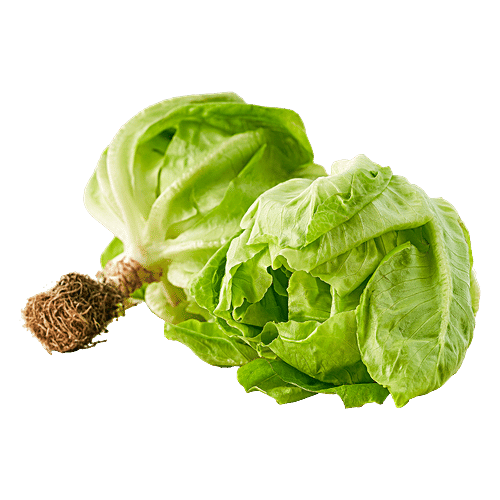 fresho! Butterhead Lettuce - Hydroponically Grown With Live Roots, 200 g (Approx 125 - 200 g) Hydroponically Grown With Liv 125