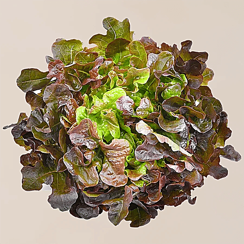 fresho! Red Oak Lettuce - Hydroponically Grown With Live Roots, 1 pc (Approx 125 - 200 g) 