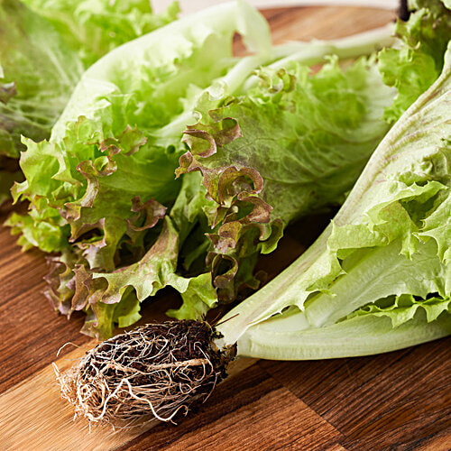 fresho! Lollo Rosso Lettuce - Hydroponically Grown With Live Roots, 1 pc (Approx 125 - 200 g) 
