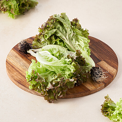 fresho! Lollo Rosso Lettuce - Hydroponically Grown With Live Roots, 1 pc (Approx 125 - 200 g) 