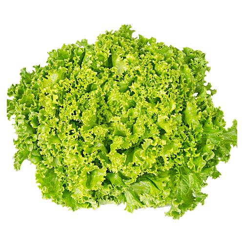 Buy fresho! Green Coral Lettuce Hydroponically Grown With Live Roots