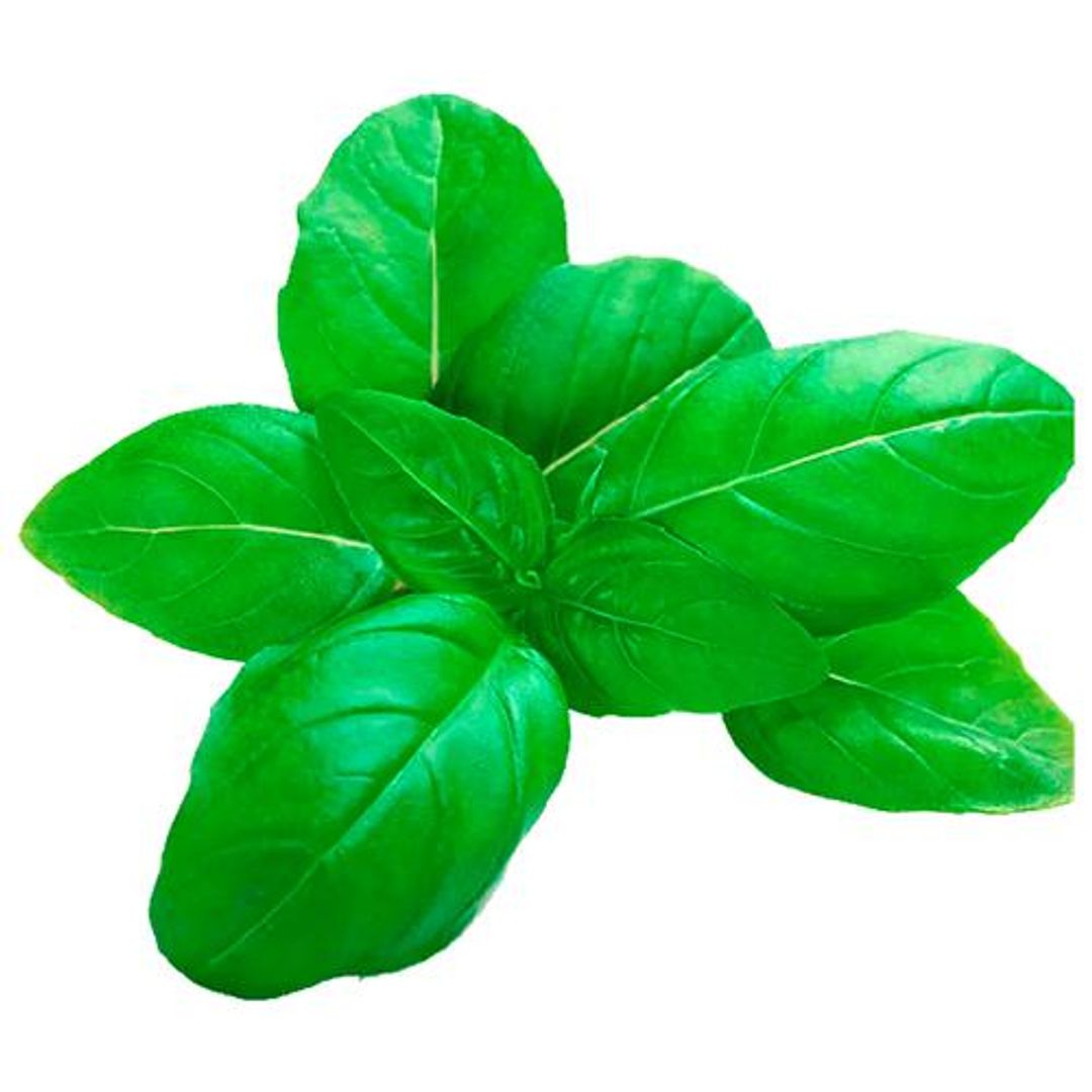 Fresho Basil Italian - Hydroponically Grown, 100 g 
