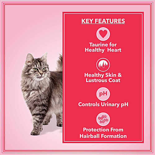 Lets Bite Active Ocean Fish Adult Cat Dry Food, 400 g (Buy 1 Get 1 Free) Control Urinary pH