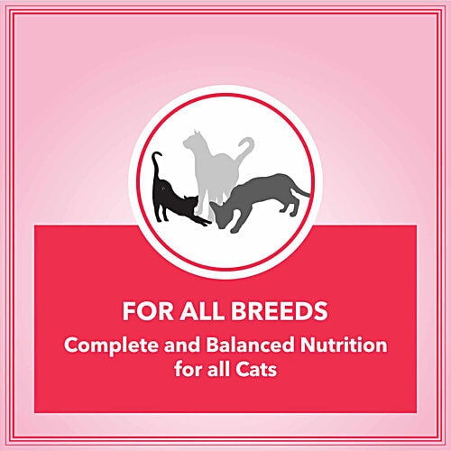 Lets Bite Active Ocean Fish Adult Cat Dry Food, 400 g (Buy 1 Get 1 Free) Control Urinary pH