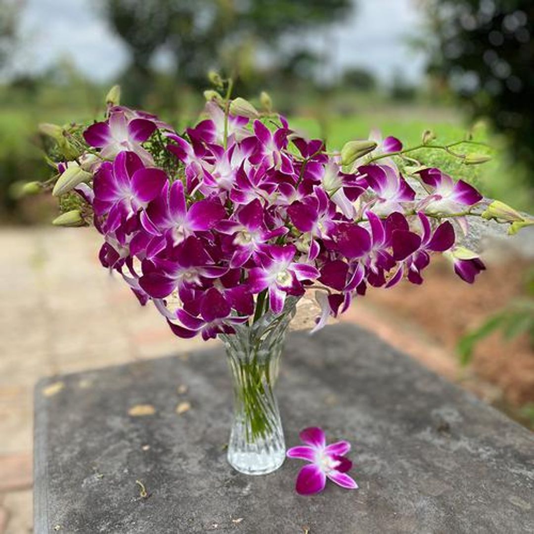 Fresho Purple Orchids, 10 pcs 