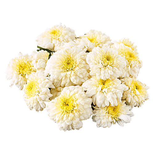 Hoovu Fresh White Sevanthi, 100 g  