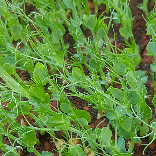 Fresho Microgreen - Peas, 50 g