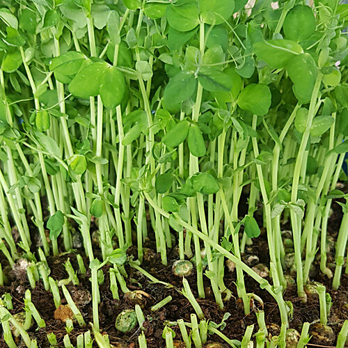 Fresho Microgreen - Peas, 50 g