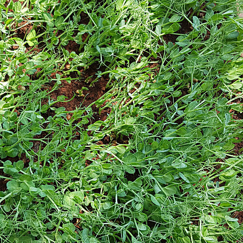 Fresho Microgreen - Peas, 50 g