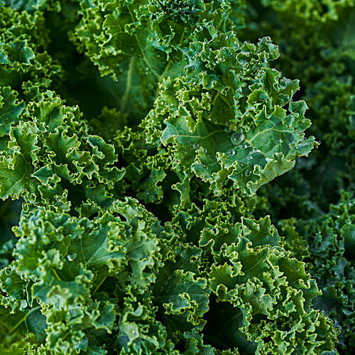 fresho! Kale, 100 g  