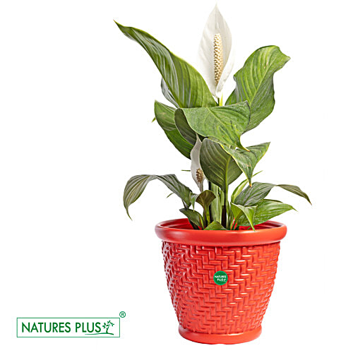 Natures Plus Coral Pot - 23 cm , Red, 1 pc 23 x 15 x 20 cm