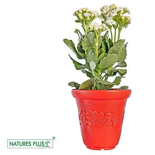 Natures Plus Flora Pot - 15 cm , Red, 1 pc 15 x 9 x 17 cm 
