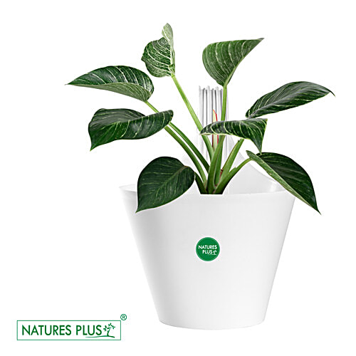 Natures Plus Glory Envy Single Hook Pot - 12.7 cm, White, 1 pc 21.59 x 12.7 x 30.48 cm