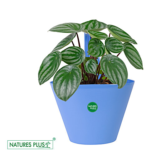 Natures Plus Glory Envy Single Hook Pot - 12.7 cm, Blue, 1 pc 21.59 x 12.7 x 30.48 cm