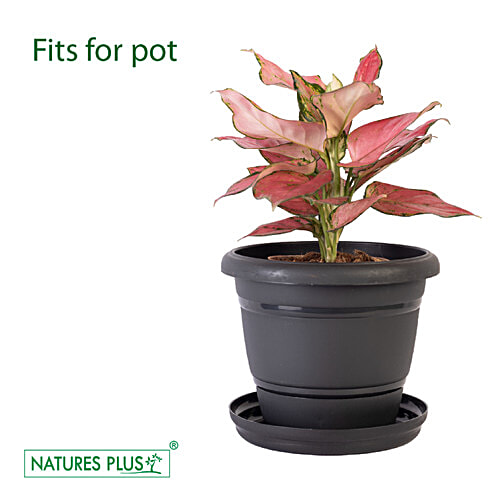 Natures Plus Planter Tray 14, 10.5 x 9.50 x 1.75 cm