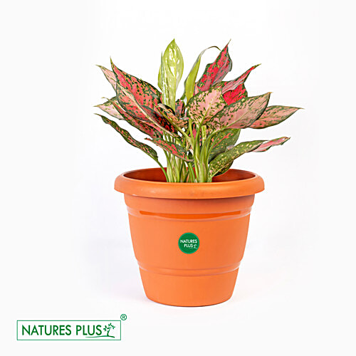 Natures Plus Flower Pot 100, 1 pc 25.4 x 15.24 x 21.59 cm