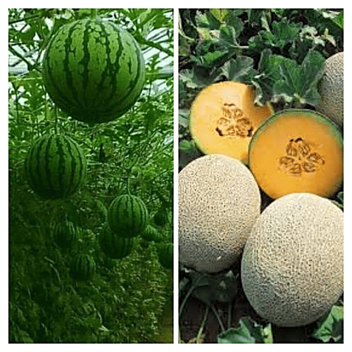 Buy Joycity Fruit Seeds Combo Watermelon & Musk Melon Online at Best
