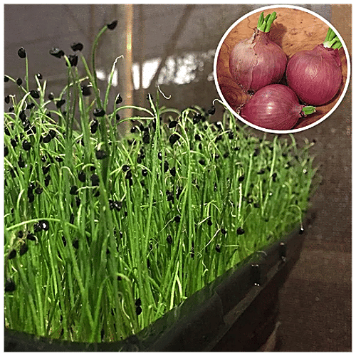 Buy Joycity Onion Microgreens Online at Best Price of Rs 219 bigbasket