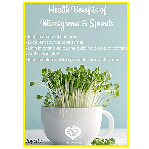 Joycity Clover Microgreens, 200+ Seeds