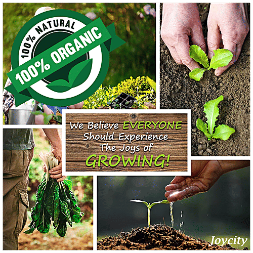 Joycity Spring Onion Seeds, 150+ Seeds  