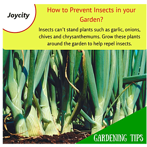 Joycity Spring Onion Seeds, 150+ Seeds  