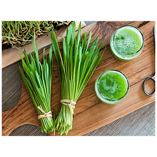 Joycity Barley Grass Seeds, 600+ Seeds  