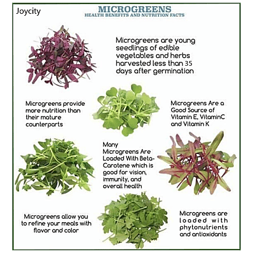 Buy Joycity Microgreens Combo 12 Varieties Online at Best Price of Rs