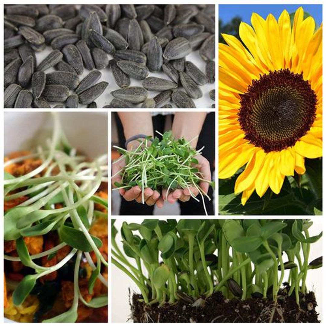 Joycity Sunflower Microgreens, 50+ Seeds 