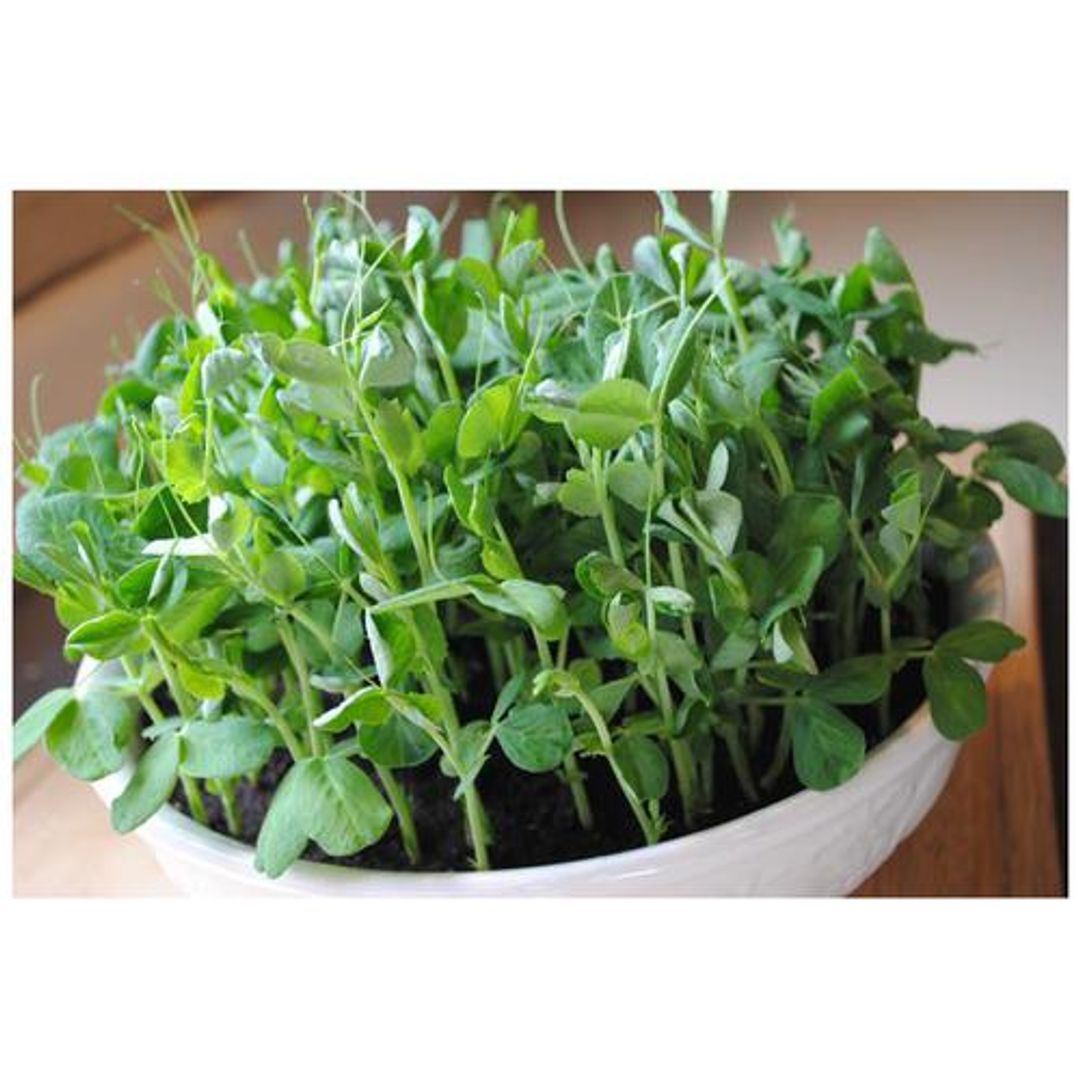 Joycity Baby Spinach Microgreens, 500+ Seeds 