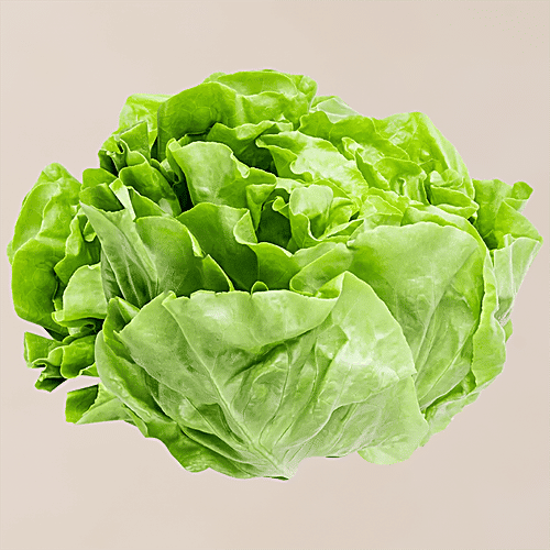 fresho! Lettuce - Star Fighter, Hydroponically Grown, Green, 100 - 125 g  