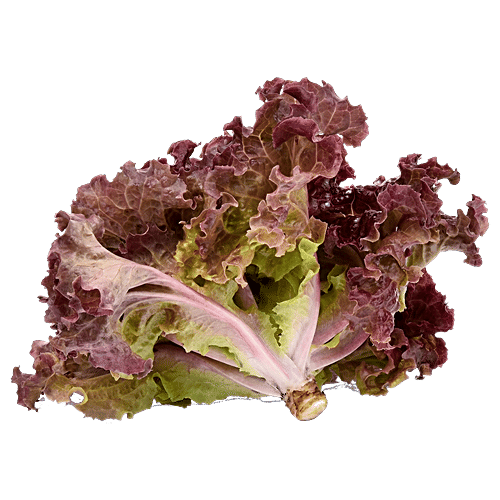 Buy fresho! Lettuce Black Rose Red, Hydroponically Grown Online at