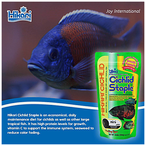 Buy Hikari Cichlid Staple Fish Food Medium Pellet Online at Best
