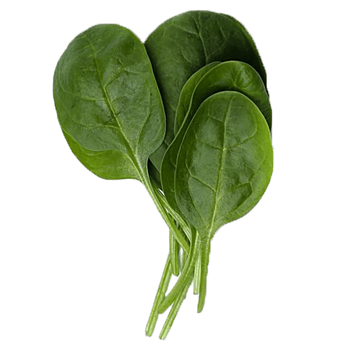 Buy fresho! Baby Spinach Hydroponically Grown Online at Best Price of