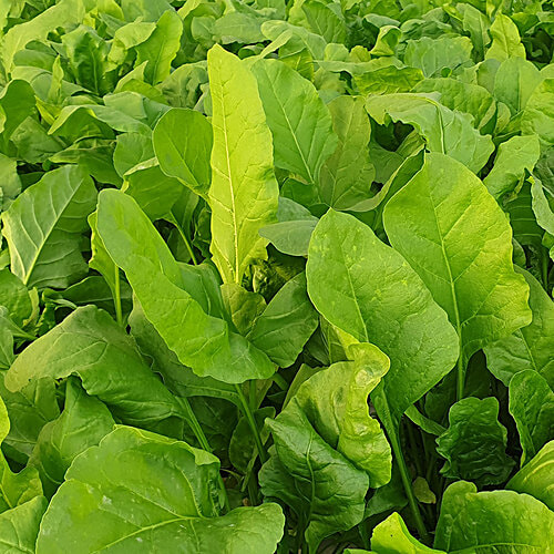 Buy fresho! Spinach Hydroponically Grown Online at Best Price of Rs